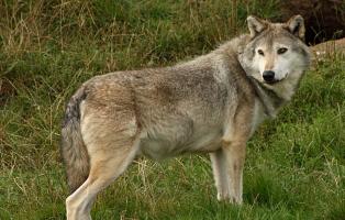 Der Wolf und das Anthropozän Der Wolf und das Anthropozän